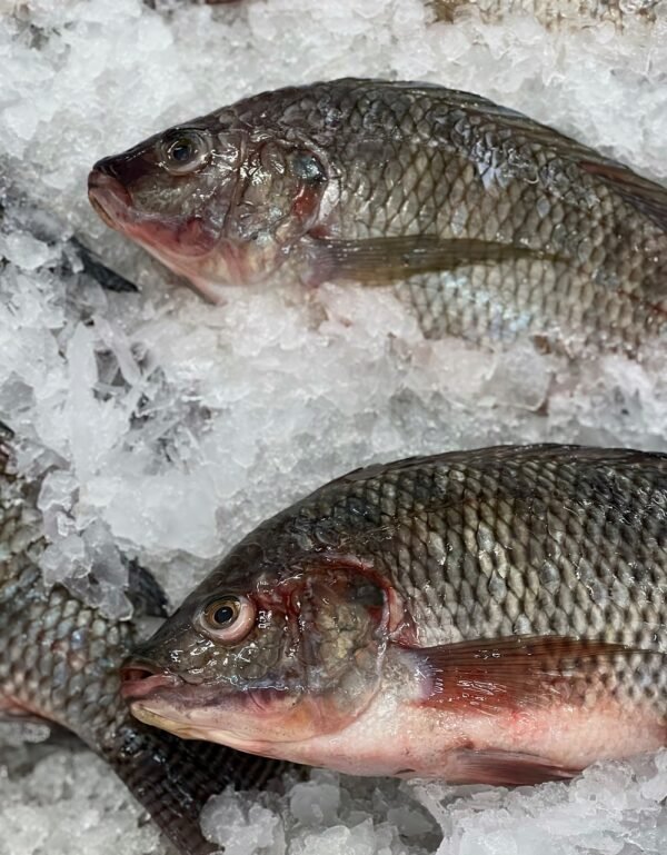 Tilapia - over 100kg